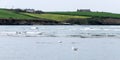 Two birds are swimming on the sea surface. The green hills of the coast in the distance. Seaside landscape. A couple of seabirds. Royalty Free Stock Photo