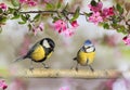 Two birds tit and azure are sitting side by side on the branches of an apple tree with pink flowers in a spring may garden Royalty Free Stock Photo