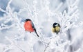 Two birds tit and bullfinch sit on branches covered with white snow in a winter Park Royalty Free Stock Photo