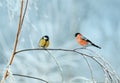 Two bright birds tit and bullfinch sitting on a birch branch covered with snow in the festive new year winter Park