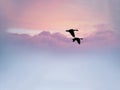 Two Birds Together Flying Off Into The Sunset Royalty Free Stock Photo