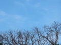 two birds on top of a dead tree Royalty Free Stock Photo