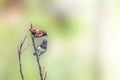 Two birds of the type Estrildidae sparrow or estrildid finches perched on a branch on a sunny morning Royalty Free Stock Photo
