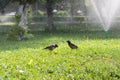 Two birds walk on the green grass and bathe in the spray of the fountain