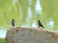 2 little birds was walking on a large rock by the water Royalty Free Stock Photo