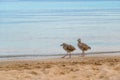 Two birds - western gulls walking on sandy beach.