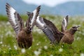 Two birds in white cotton grass habitat with lift up open wings. Brown skua, Catharacta antarctica, water bird sitting in the Royalty Free Stock Photo