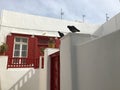 Two birds on the white wall