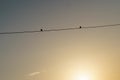 Two birds on wire. Royalty Free Stock Photo