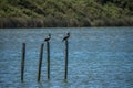 Two birds on wooden pillars in a lake