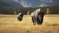 Two bison or buffalo in autumn in National Park. Generative AI Royalty Free Stock Photo