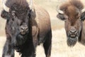 Two Bison/Buffalo