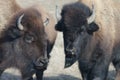 Two Bison/Buffalo