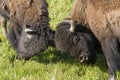 Two Bison Bulls play at fighting. Royalty Free Stock Photo