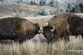 Two bison butting heads and horns Royalty Free Stock Photo