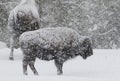 Bison in a blizzard with large soft snowflakes Royalty Free Stock Photo