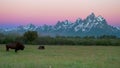 Two bison and grand teton at dawn Royalty Free Stock Photo