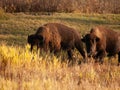 Two Bison in Elk Island National Park Royalty Free Stock Photo
