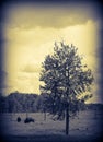 two bison in field during sunset Royalty Free Stock Photo