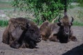 Two bison are in the field. Royalty Free Stock Photo