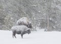 Bison in a windy blizzard in the forest