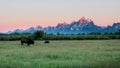 Two bison grazing in grand teton park at sunrise