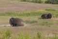 Two Bison Laying Down.