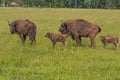 Two bison mother with two bison calf walk in a meadow Royalty Free Stock Photo