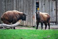 Two bison. Royalty Free Stock Photo