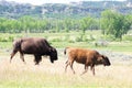 Two Bison Royalty Free Stock Photo