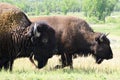 Two Bison Royalty Free Stock Photo