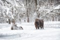 Two bison in winter Royalty Free Stock Photo