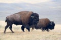 Two Bison at Yellowstone National Park, Wyoming Royalty Free Stock Photo