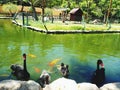 Family of swans Royalty Free Stock Photo