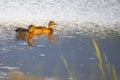 two black American ducks swim on the surface of the pond in the reserve Royalty Free Stock Photo