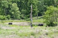 Two black angus bulls grazing beside a scummy pond with tall trees and a dead tree stump