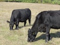 Two black angus cows graze on pasture Royalty Free Stock Photo