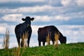 Black angus cows on a hillside. Royalty Free Stock Photo