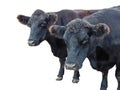 Two black angus cows isolated on white Royalty Free Stock Photo