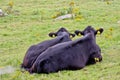Two Black Angus Cows Royalty Free Stock Photo
