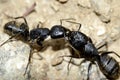 two black ants fighting Royalty Free Stock Photo