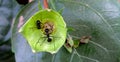 Two black ants on receptacle part of the hibiscus flower drinking sweet juicy liquid. Royalty Free Stock Photo