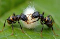 Two black ants with yellow stripes interact with fuzzy white object on green leaf. Macro shot shows insect pair close up. Tiny Royalty Free Stock Photo