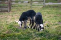 Two black baby goats eating of the fresh spring grass in a farm pasture Royalty Free Stock Photo