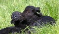 Two black baby sheep resting on the grass Royalty Free Stock Photo