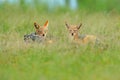 Two Black-Backed Jackal, Canis mesomelas mesomelas, portrait of animal with long ears, Kenya, South Africa. Beautiful wildlife sce Royalty Free Stock Photo