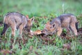 Two Black Backed Jackal puppies chewing on a bone in green grass