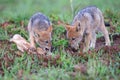 Two Black Backed Jackal puppies chewing on a bone in green grass