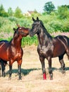 Two black and bay beautiful stallions in meadow Royalty Free Stock Photo