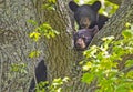 Two Black Bear cubs in the forks of a tree. Royalty Free Stock Photo